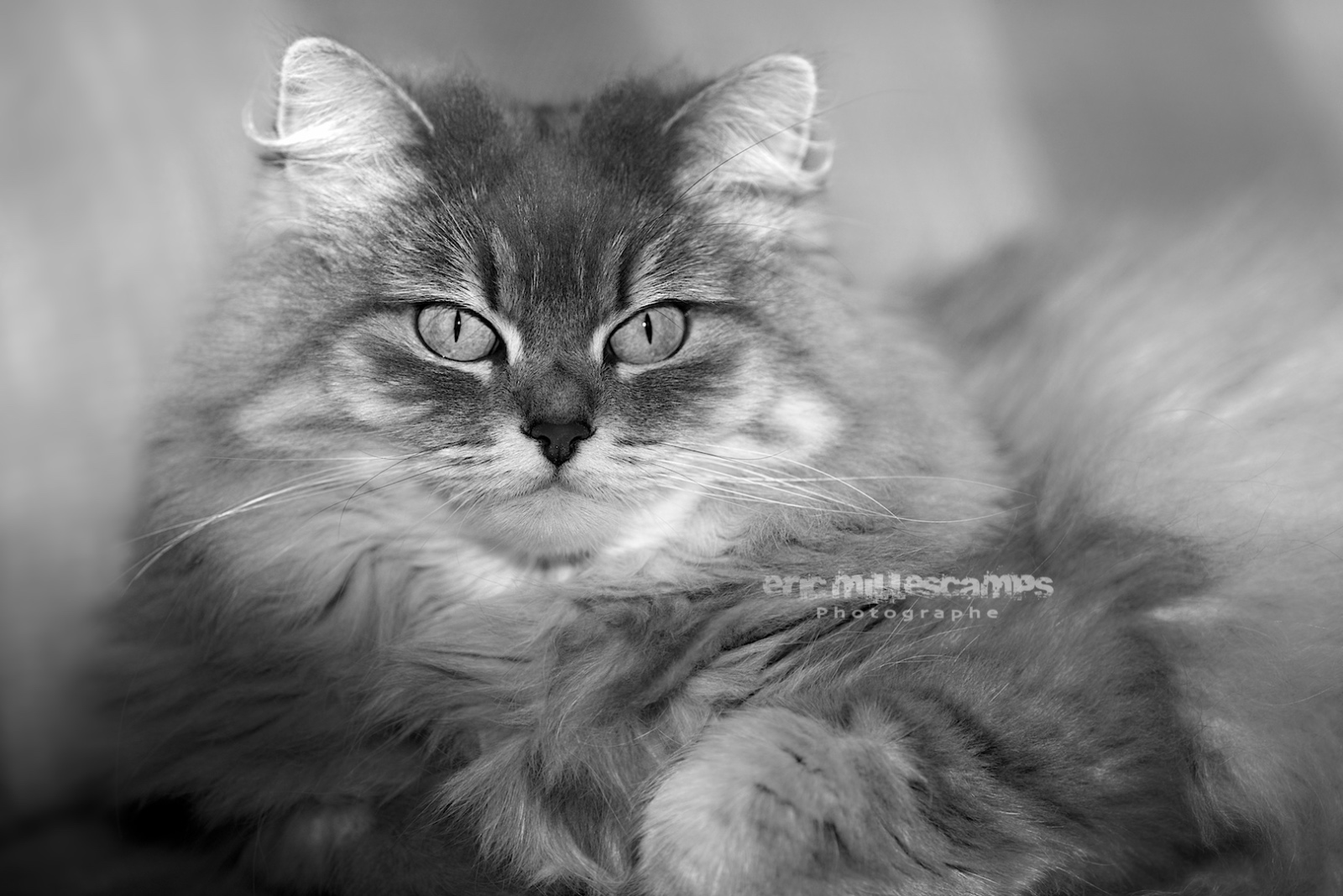 EMI 4884   Version 2